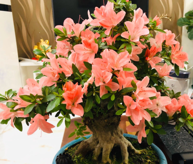 盆栽养花知识有哪些呢