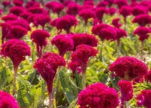 7月移栽鸡冠花可以吗