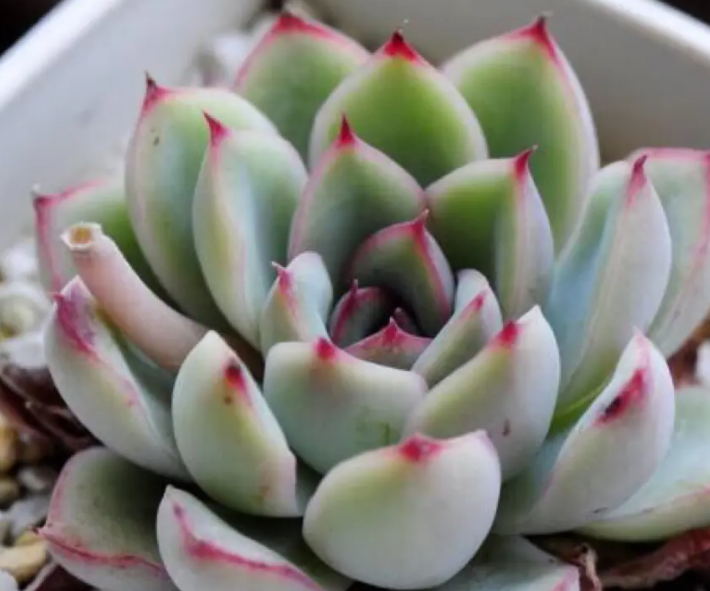 花月夜多肉的寓意是什么呢