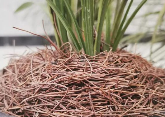 松针土可以种兰花吗