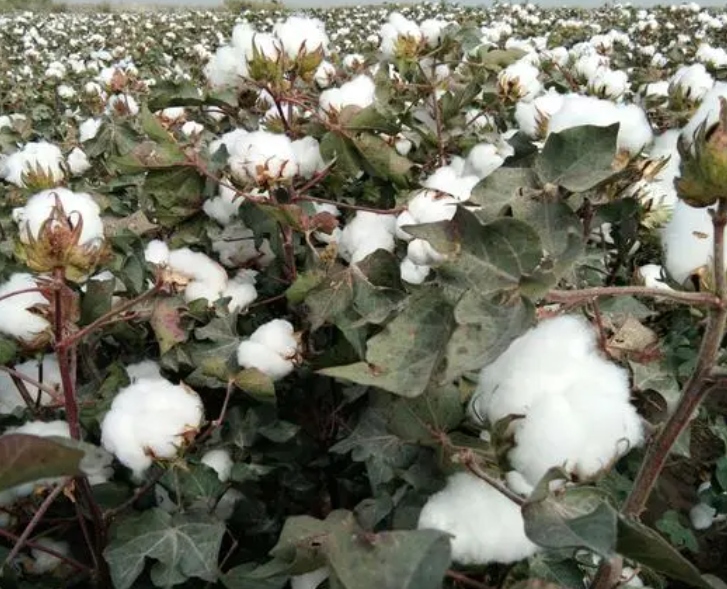 棉花怎么种植