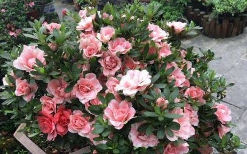 杜鹃花夏季怎么浇水