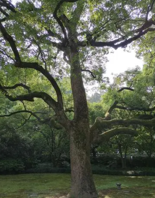 樟树的树龄有多长