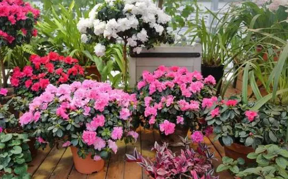 家里哪几种花不能养