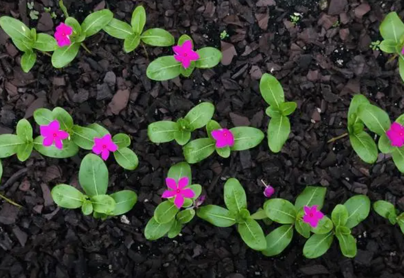 长春花扦插注意事项