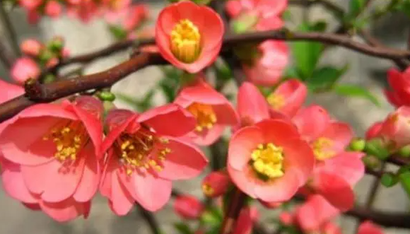 海棠花修剪的正确方法