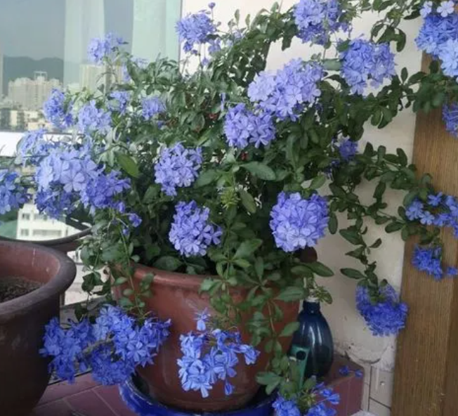 蓝雪花的繁殖方法