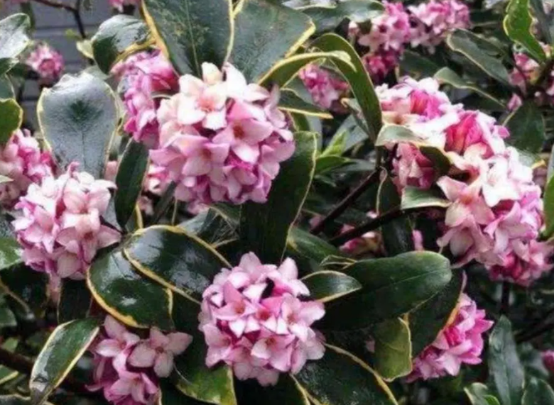 瑞香啥时候开始打花苞