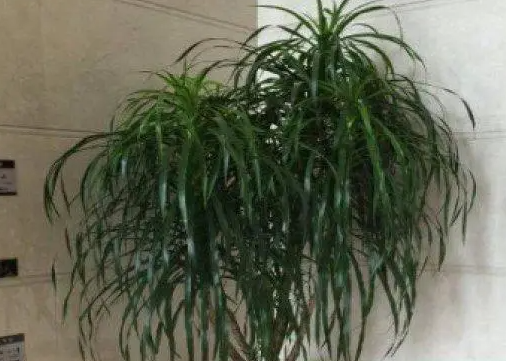 龙须树太大了怎么修剪