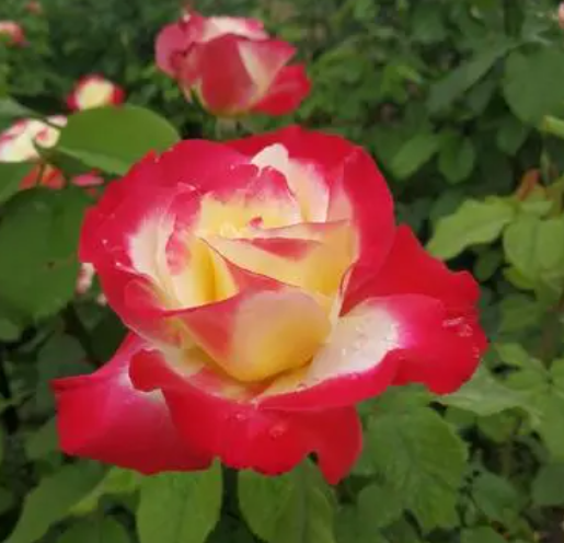 红双喜月季勤花吗