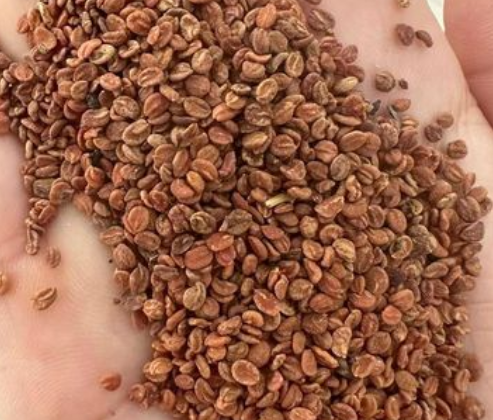 金银花的种子能种吗