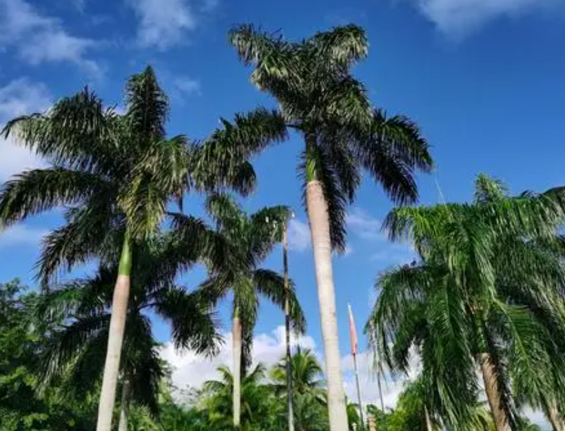 海南十大观赏树木