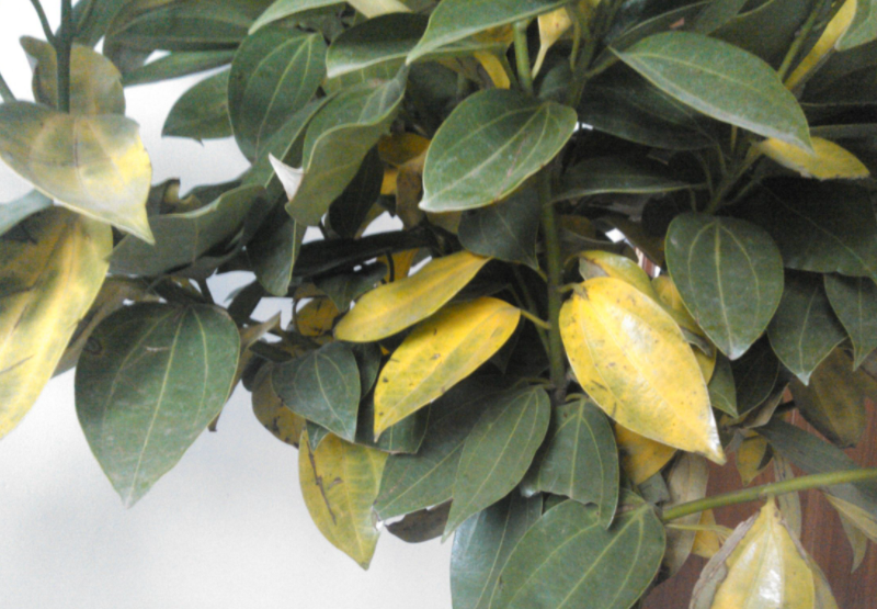 平安树换土后叶子干枯是怎么回事