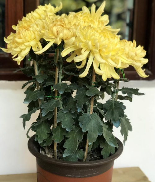 菊花是喜阴还是喜阳植物