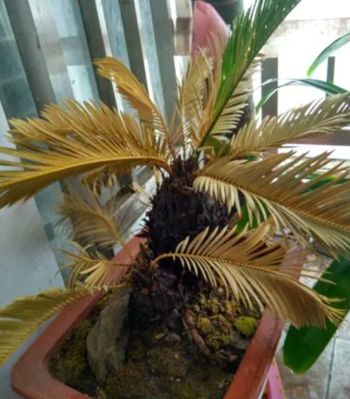 铁树叶子发黄干枯如何补救