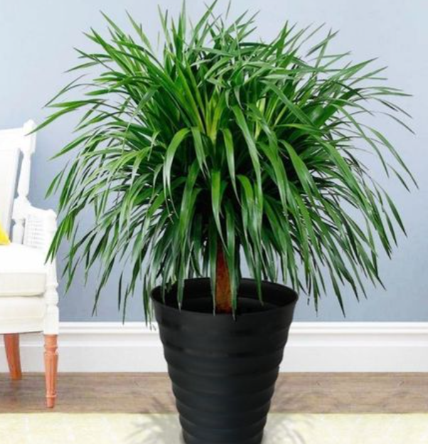 花卉龙须树的养护