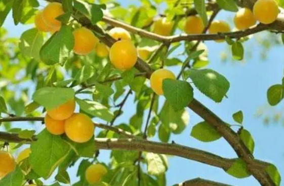 杏树什么时候施肥施什么肥最好