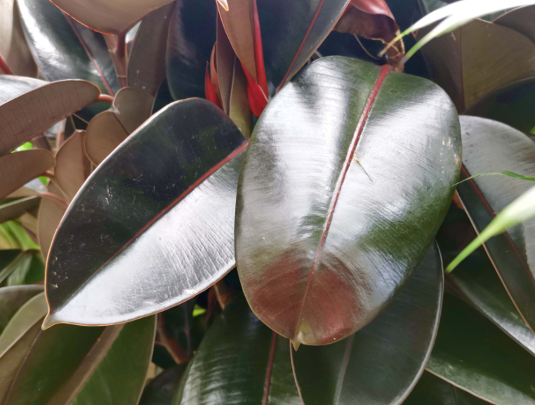 橡皮树怎么施肥用什么肥料