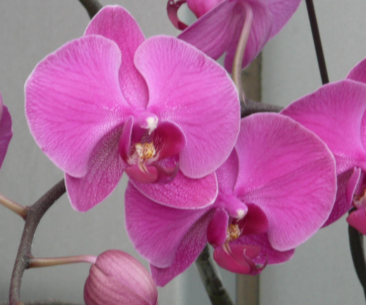 蝴蝶兰开花后怎么浇水