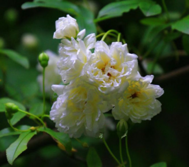 木香花的风水禁忌是什么呢