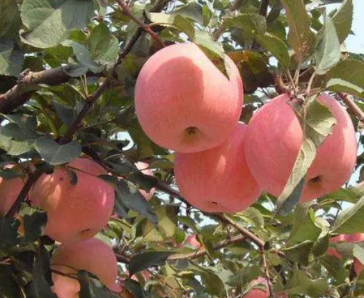 两年苹果树什么时候可以修