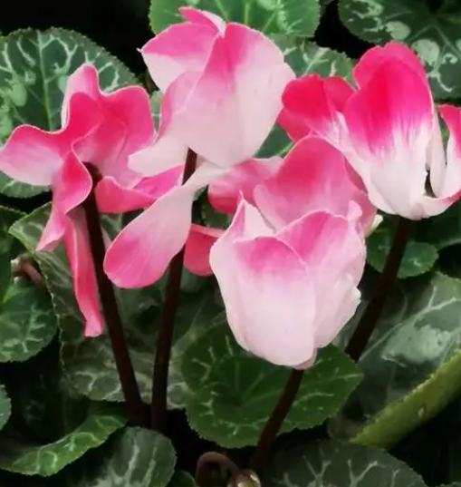 不能淋雨的花有哪些