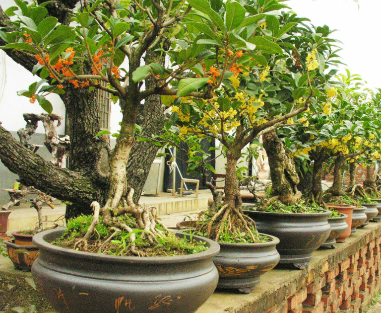 桂花树盆景的老桩