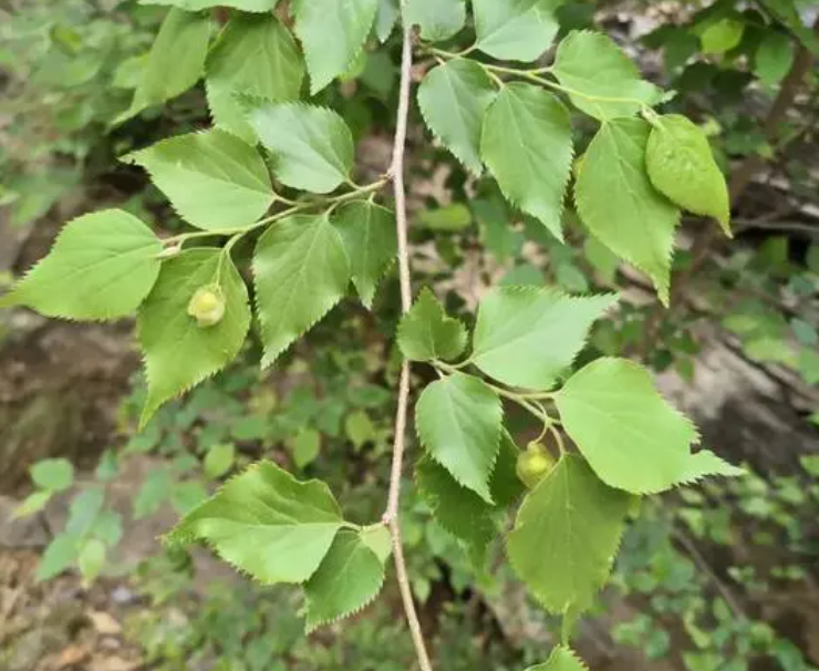 青檀树几月发芽