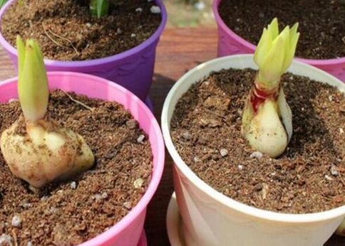 一个花盆放几个百合种球