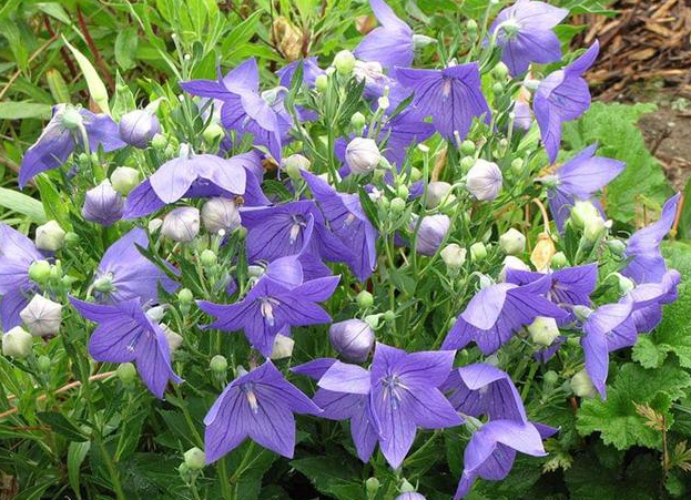 桔梗花的种植方法