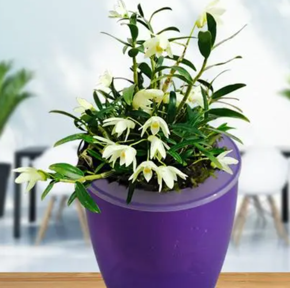 石斛兰用多大花盆