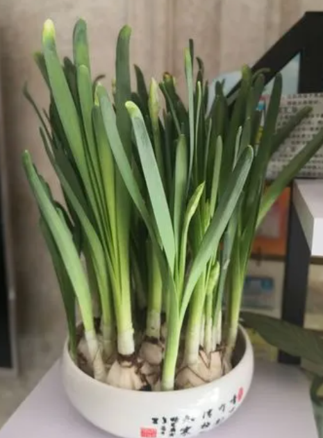 水仙花生长过程