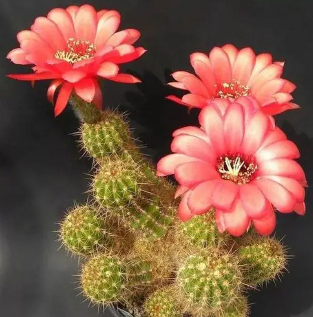 仙人掌几年开花结果