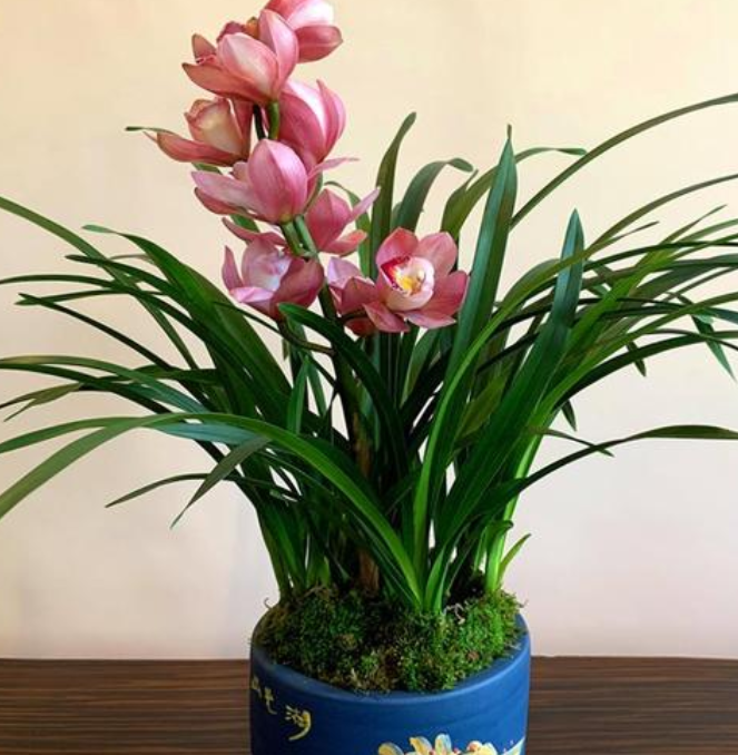 兰花适合室内观花吗