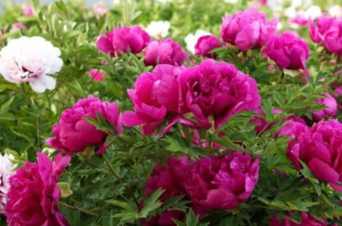 牡丹花东北能过冬吗