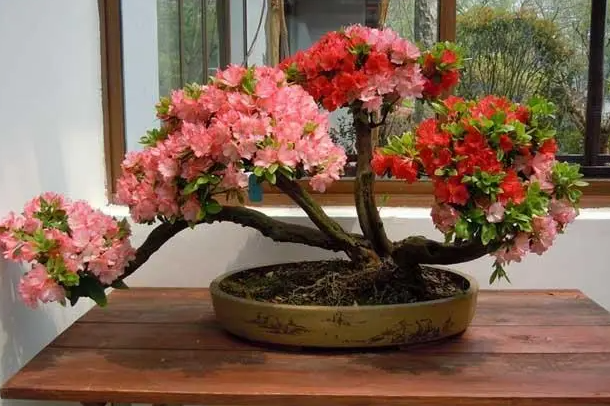 盆栽杜鹃花的养殖方法