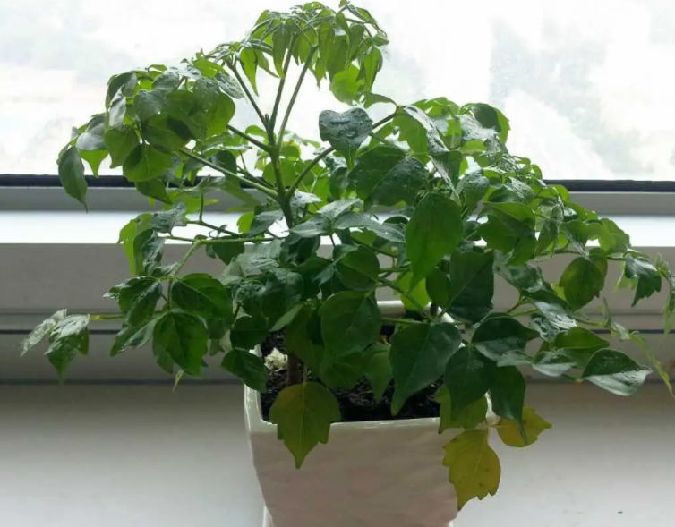 幸福树怕阳光晒吗