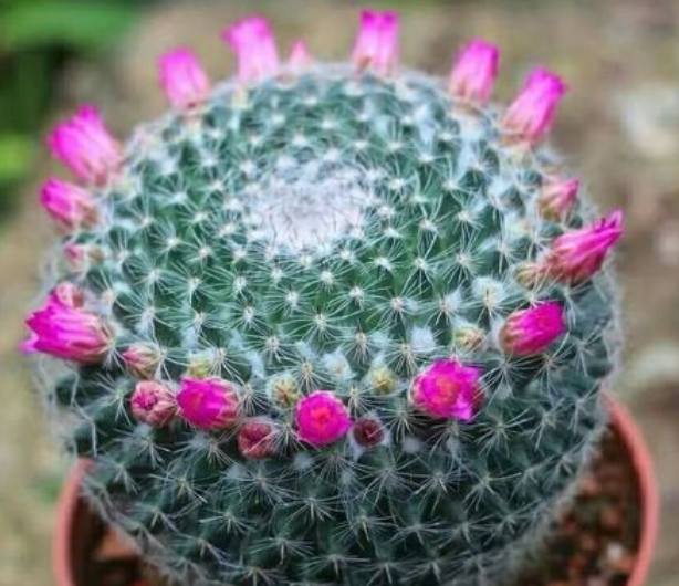 仙人球怎样促进开花