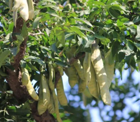 皂角树为什么不适合在家种植