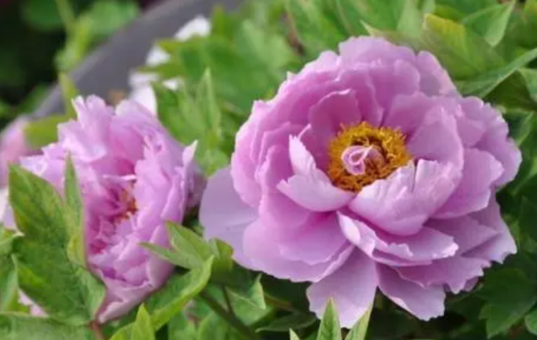 牡丹花夏天几天浇一次水