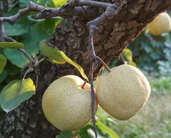 梨树现在能移栽吗