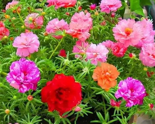 太阳花水培能活多久