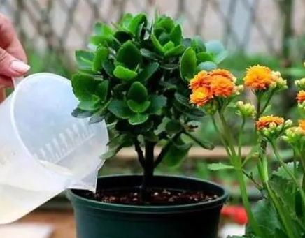 花浇水后可以晒太阳吗