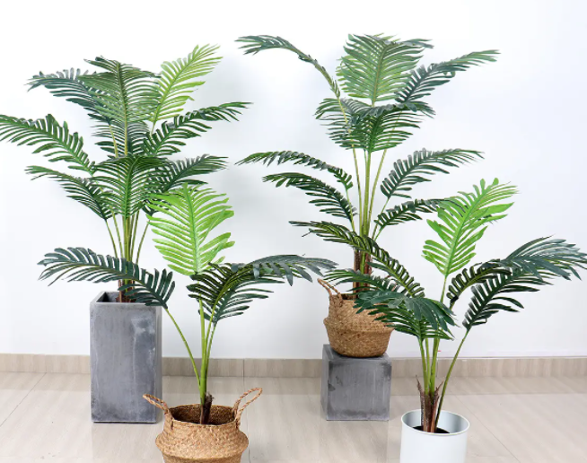 家里放棕榈树盆栽好吗