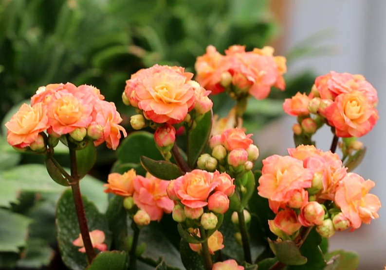 长寿花花后怎样修剪才能再开花