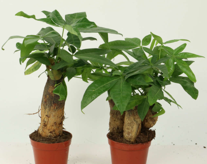 发财树叶子如何绿油油