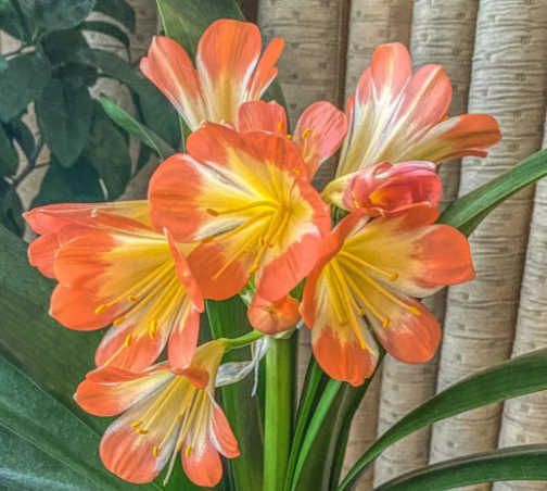 君子兰开花有什么迹象