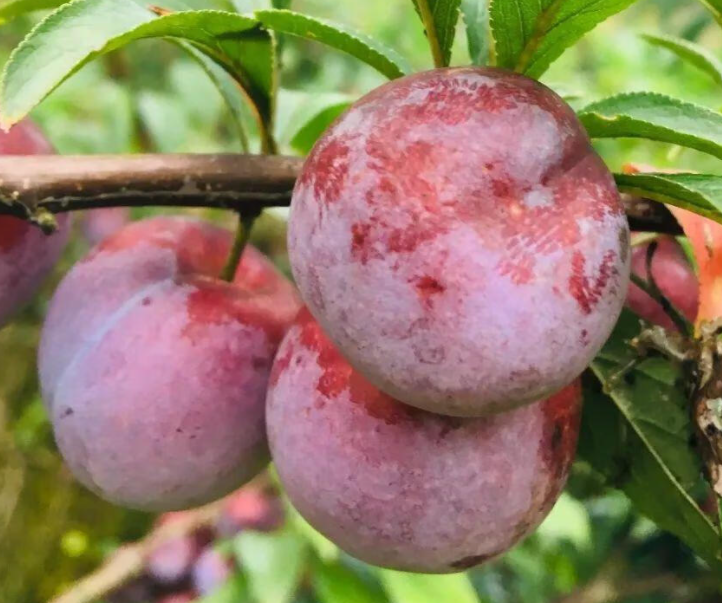 家里种李子树好不好呢