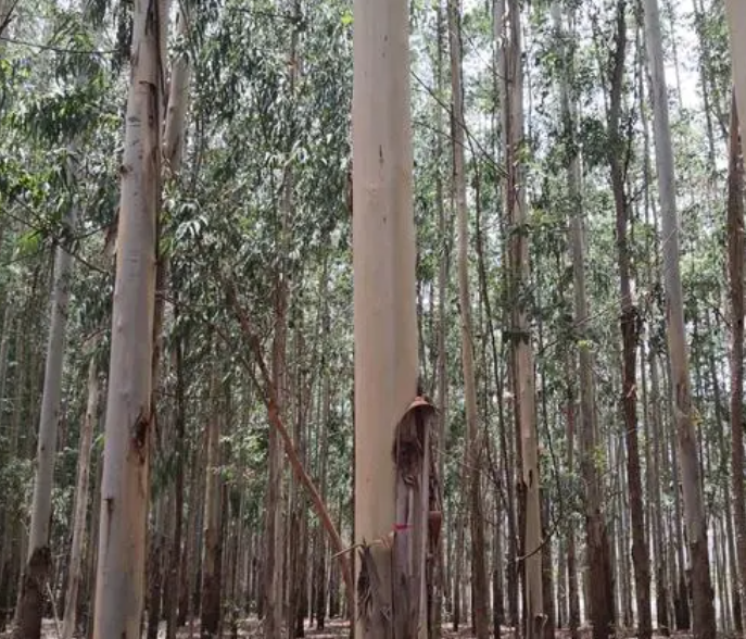 桉树一年追肥2次好吗