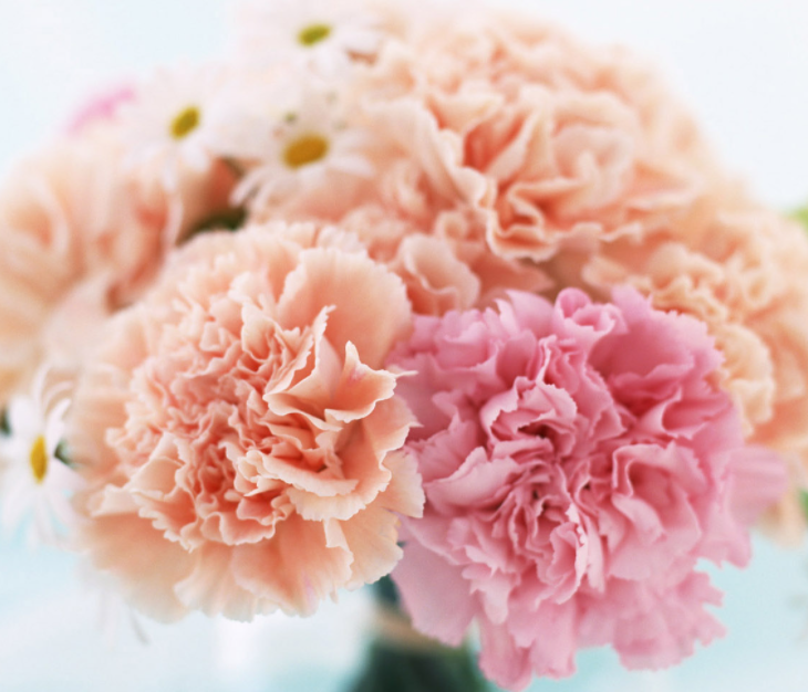 康乃馨花谢了怎么剪枝